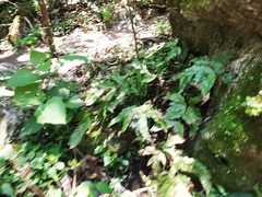 Tectaria heracleifolia