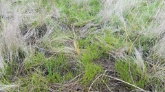 Rhynchospora capillacea