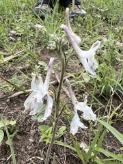 Delphinium carolinianum virescens