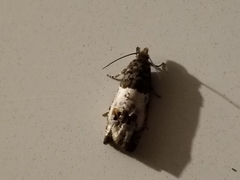 Notocelia rosaecolana