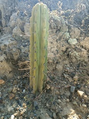 Trichocereus bridgesii