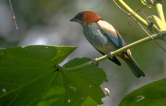 Stilpnia peruviana