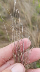 Rhynchospora capillacea