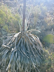 Puya herzogii