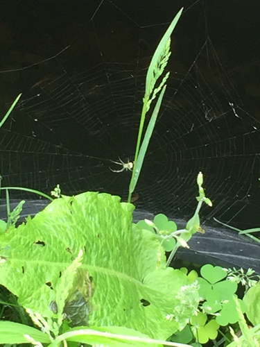 photo of Araneoid Spiders (Araneoidea)