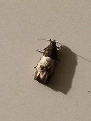 Notocelia rosaecolana