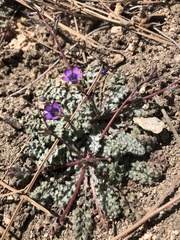 Gilia ochroleuca
