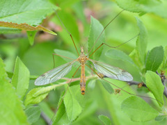 Tipula lunata