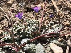 Gilia ochroleuca