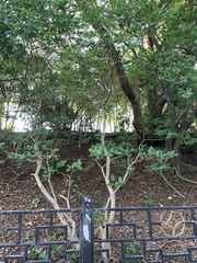 Chionanthus retusus