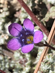 Gilia ochroleuca