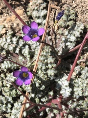 Gilia ochroleuca