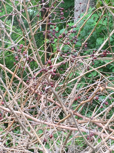 photo of Black Elderberry (Sambucus canadensis)