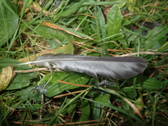 Falco novaeseelandiae