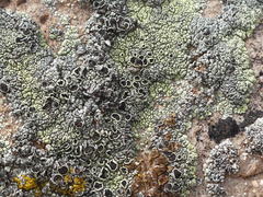 Lecanora argopholis