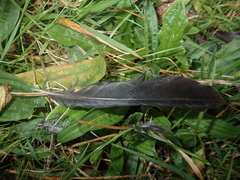 Falco novaeseelandiae