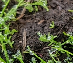 Psilocarphus elatior