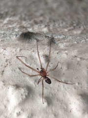 Steatoda grossa