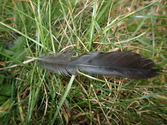 Falco novaeseelandiae
