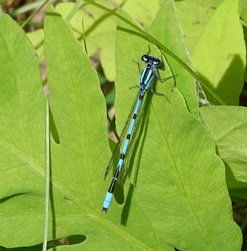 Marsh Bluet photo 5