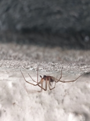 Steatoda grossa