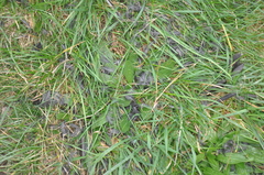 Falco novaeseelandiae