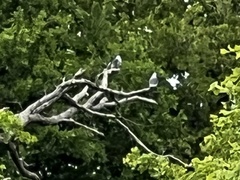 Ictinia mississippiensis