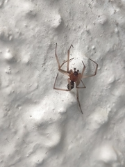 Steatoda grossa