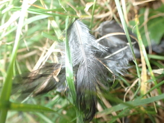 Falco novaeseelandiae