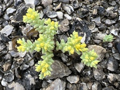 Sedum nuttallii