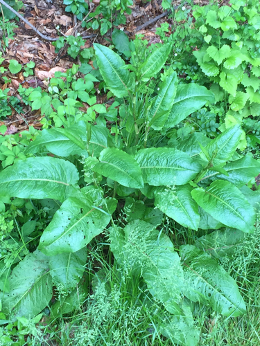 photo of Broad-leaved Dock (Rumex obtusifolius)