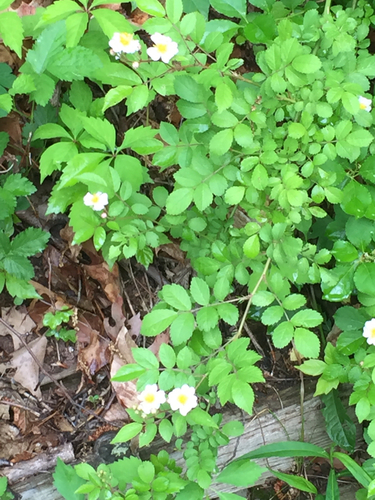 photo of Multiflora Rose (Rosa multiflora)