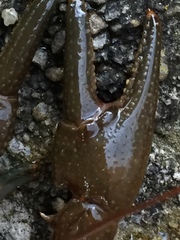 Cambarus brimleyorum