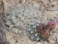 Sclerocactus glaucus
