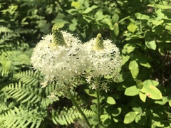 Xerophyllum asphodeloides