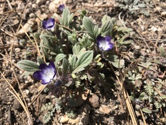 Phacelia davidsonii