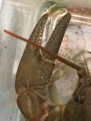 Cambarus brimleyorum