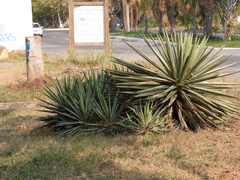 Agave angustifolia marginata
