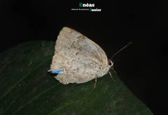 Ostrinotes sophocles