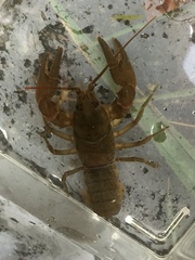 Cambarus brimleyorum