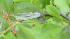 Tipula lunata