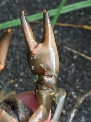Cambarus brimleyorum