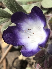 Phacelia davidsonii