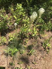 Xerophyllum asphodeloides