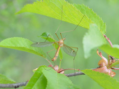Tipula lunata