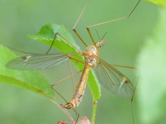 Tipula lunata