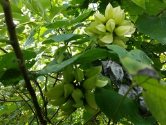 Mucuna gigantea