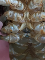 Cambarus brimleyorum