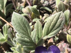 Phacelia davidsonii