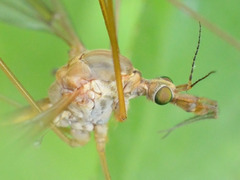 Tipula lunata